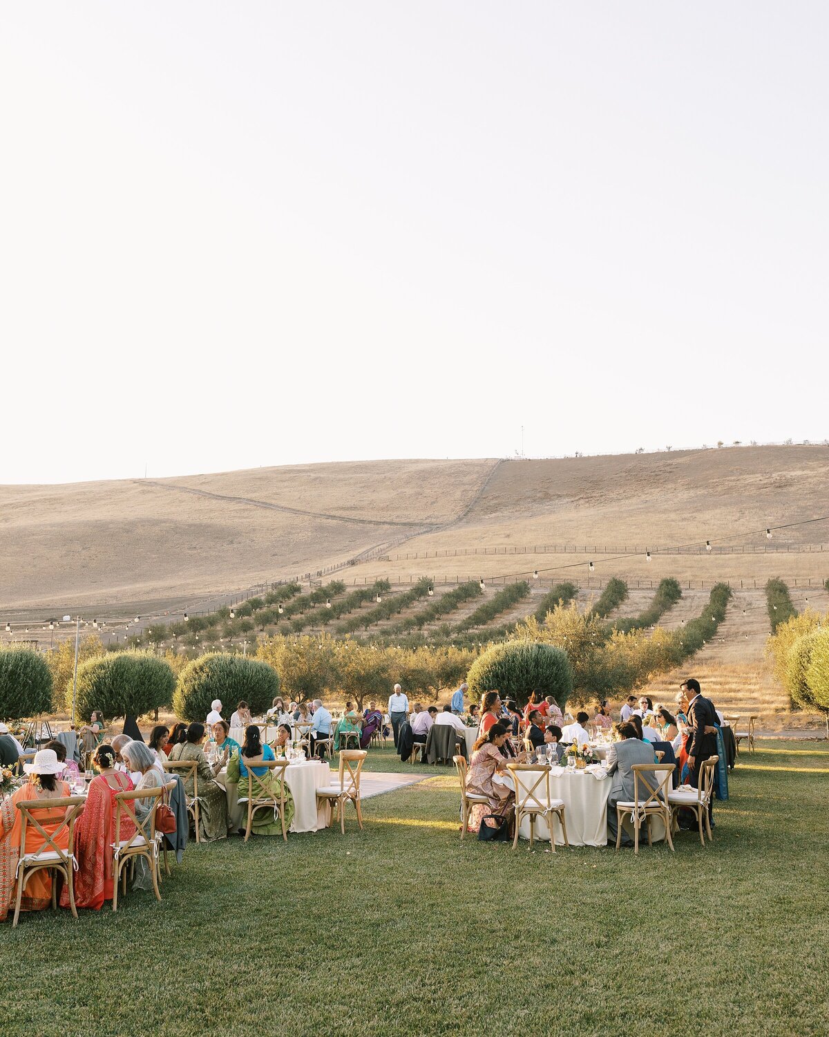 Indian wedding reception set in olive groves in the San Francisco Bay Area