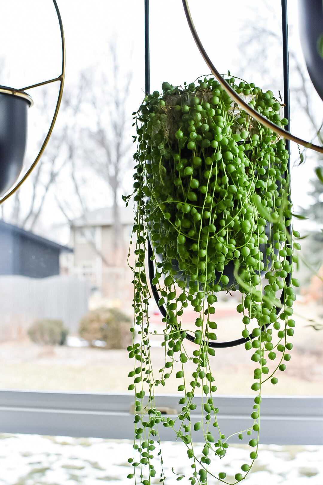 A hanging string of pearls plant hangs in a modern planter in a window