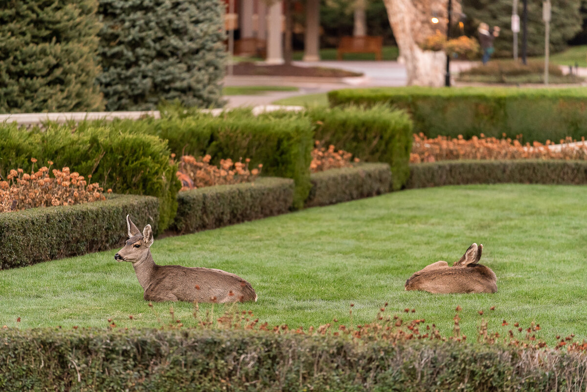 Two Deer Relax on the Grass at the Broadmoor Hotel, Colorado