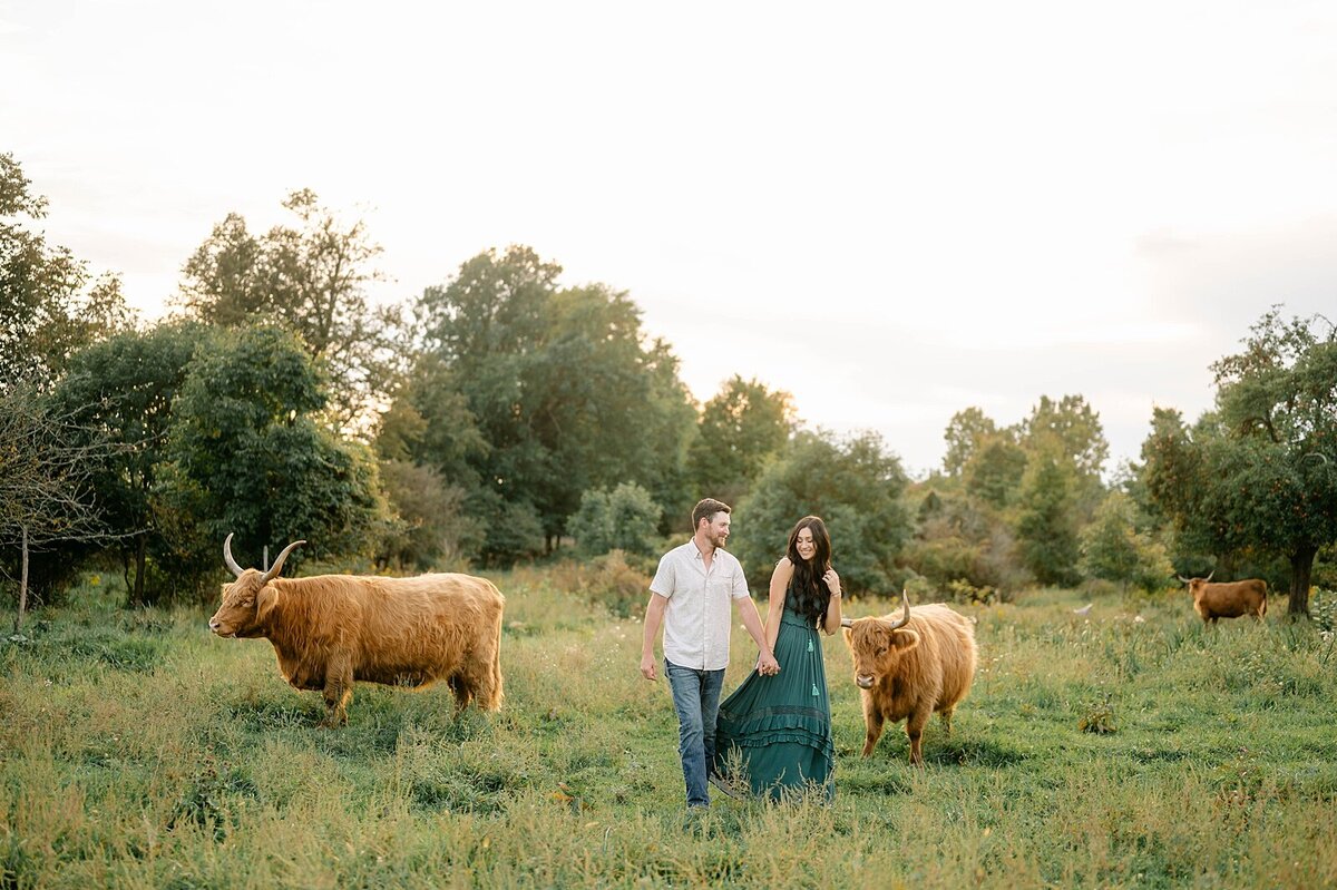 Highland cow family photos in farm pasture in Central Ohio