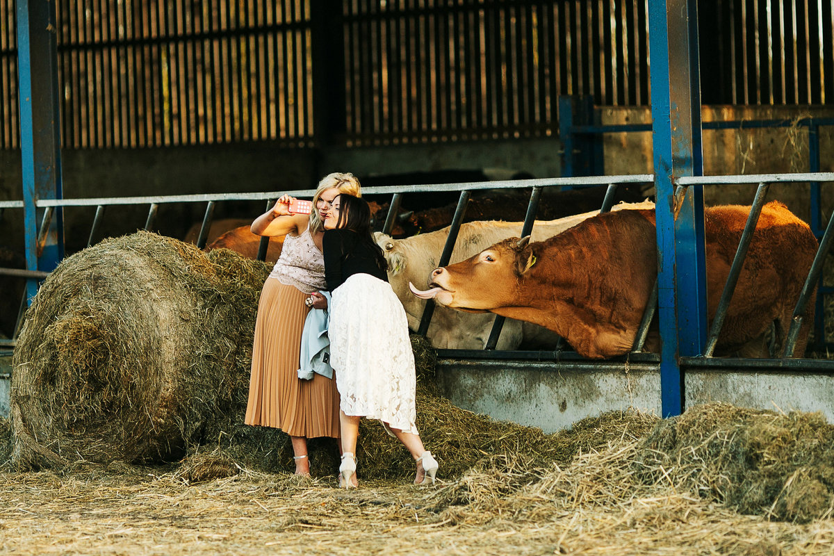 Wedding guests taking a selfie with a cow as the cow sticks it’s tongue out