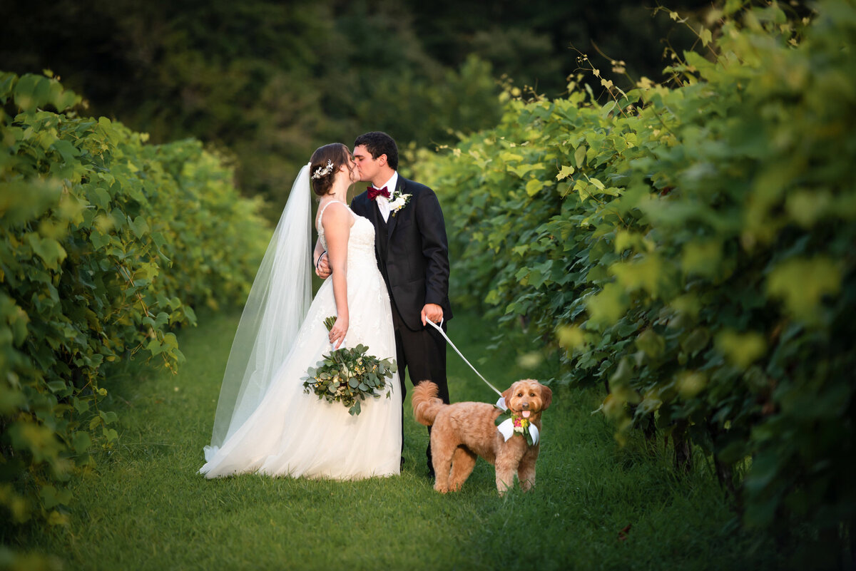 Bride and groom kissing between the grape vines at valenzano winery while holding their goldendoodle