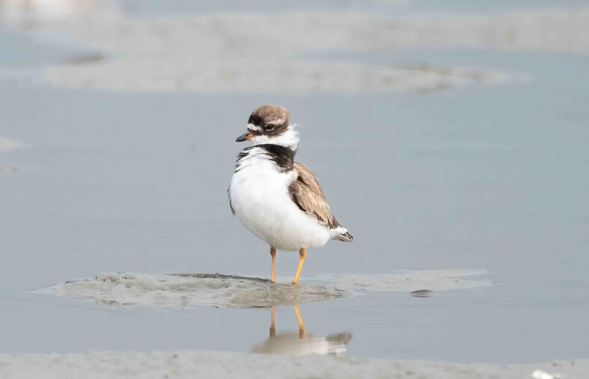 semipalmated plover 2.0-D