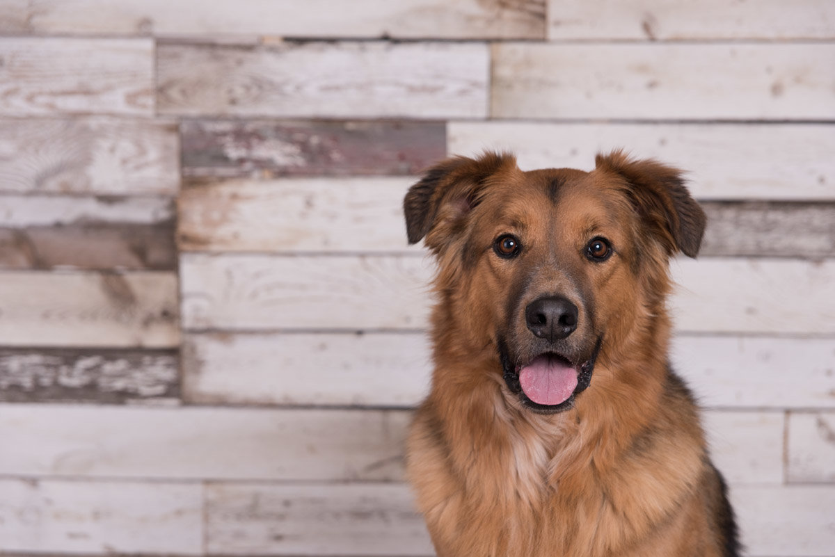 photo of golden brown medium sized dog in studio