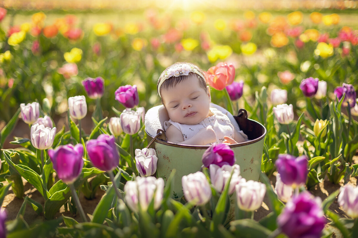 An infant girl sleeps in a metal bucket in the middle of a field of colorful tulips