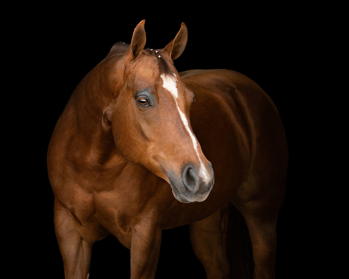 Chestnut Quarter Horse Mare photographed against a black background.