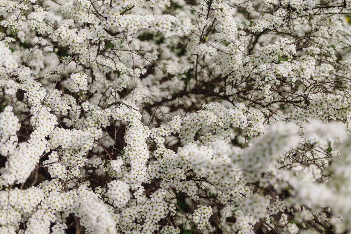 kaboompics_spring-awakening-a-symphony-of-blooms-and-fresh-beginnings-35356