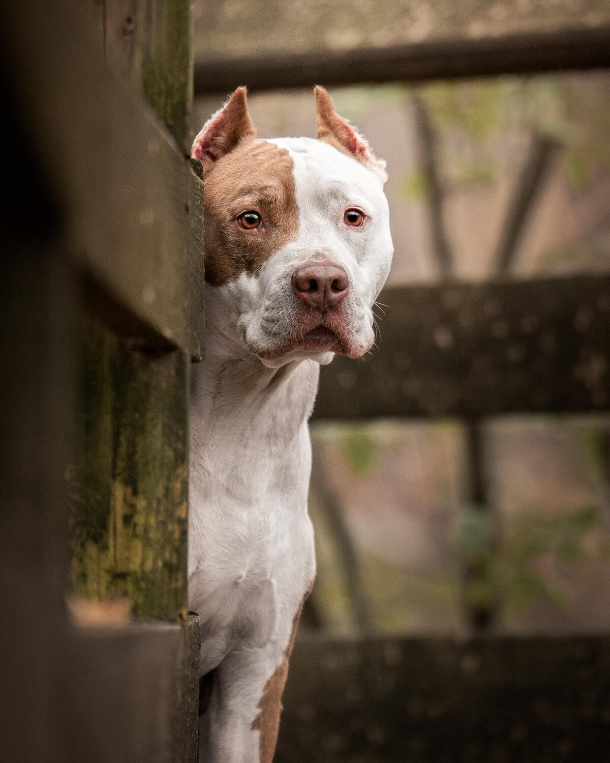American Pit Bill dog peeking around a wooden fence on a boardwalk. 