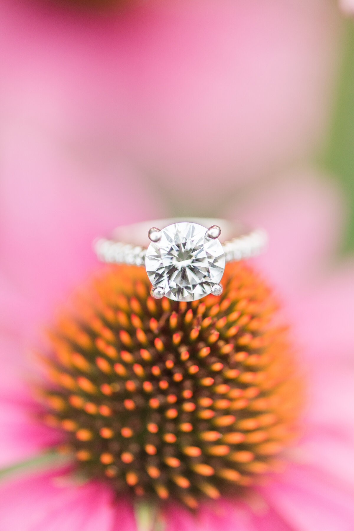 engagement ring on coneflower
