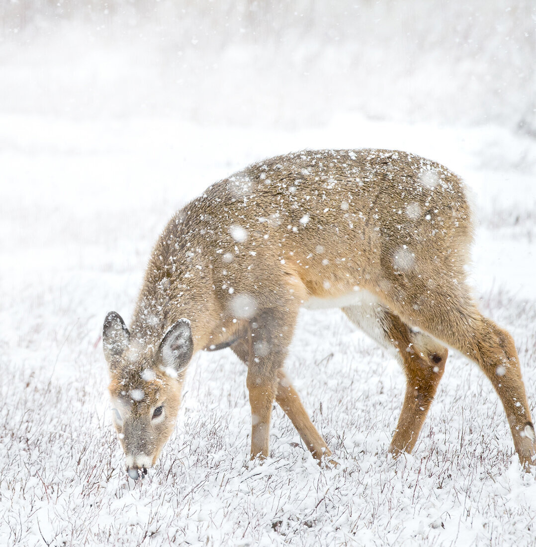 Snowy Deer