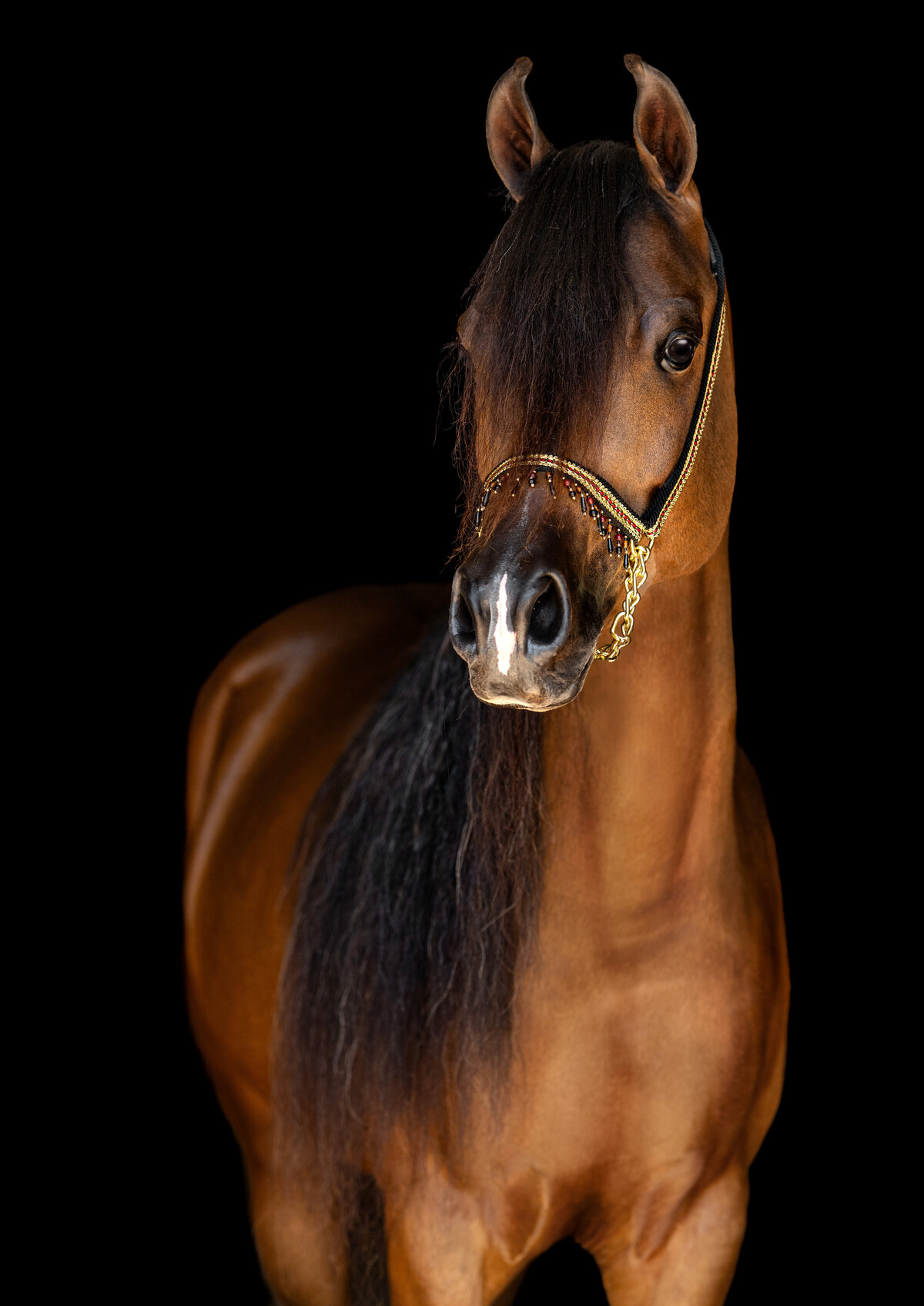 Striking Arabian stallion posed against a black background near Atlanta, showcasing his refined head, arched neck, and expressive eyes in dramatic, artistic lighting
