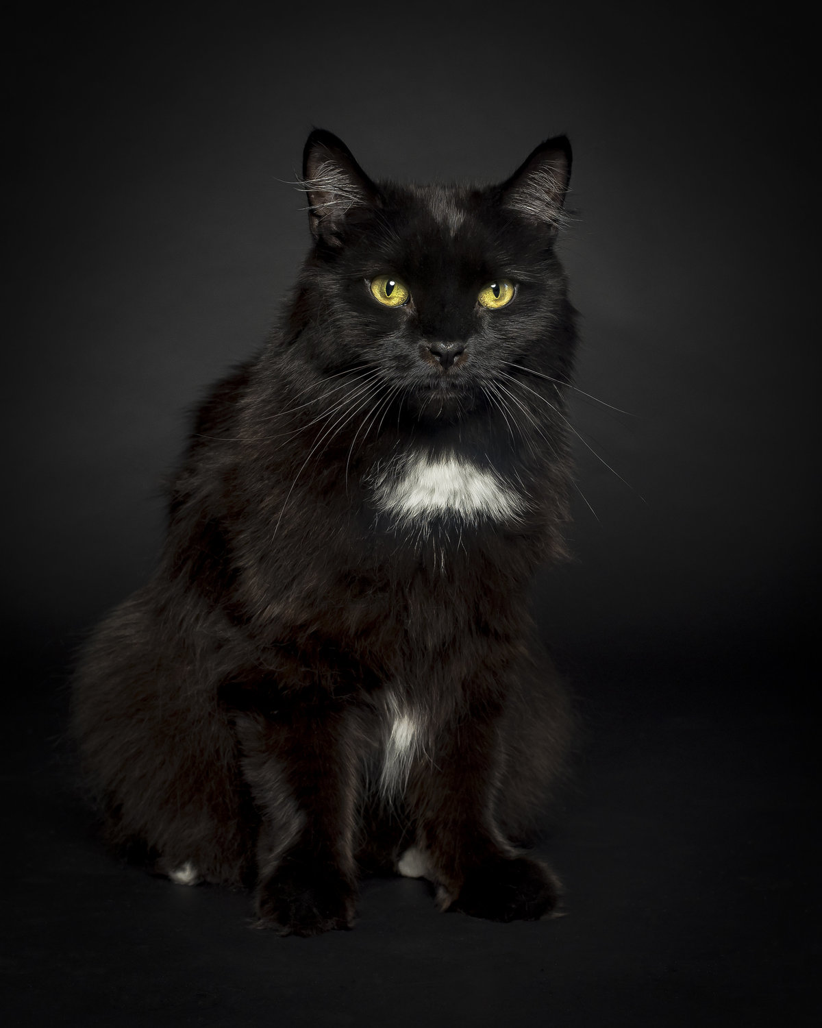 Black cat on a black background with gold eyes and white chest
