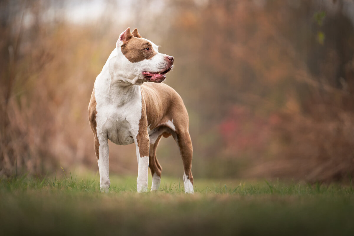 American Pit Bull Dog standing in a grass field looking to the side
