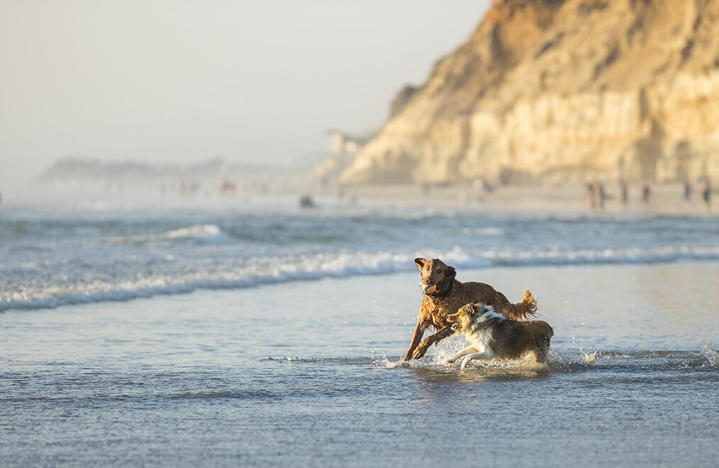 happy-beach-dogs