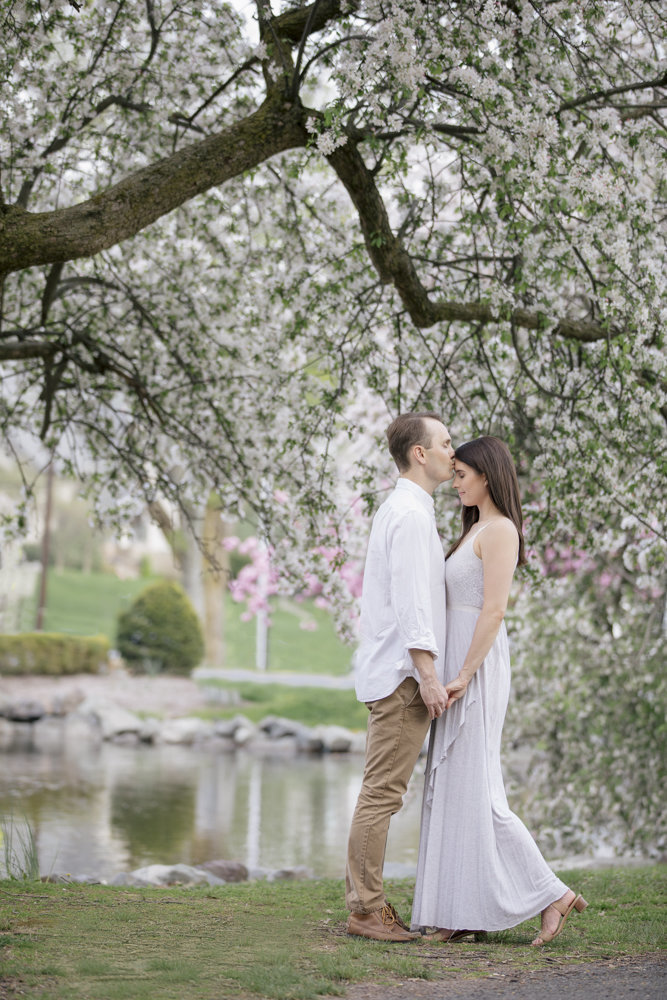 engaged couple kiss by cherry blossoms at westfield park