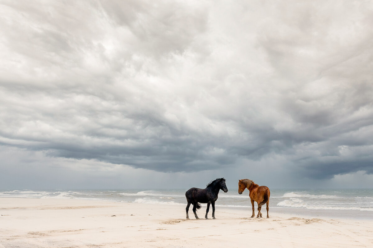 2 Wild Horses of  OBX by Oden & Janelle Photographers 2022