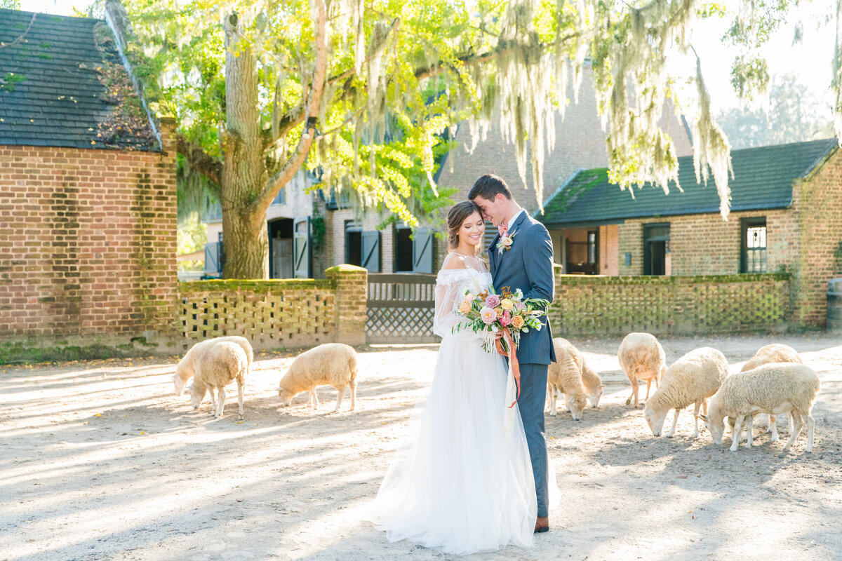 bride + groom with sheep at middleton place wedding