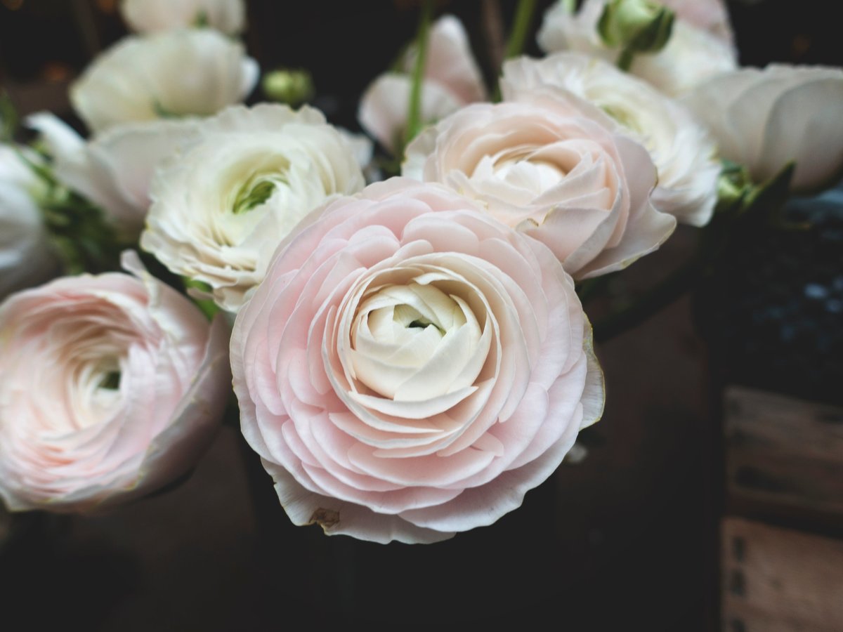 Beautiful pale pink and white ranunculus bouquet