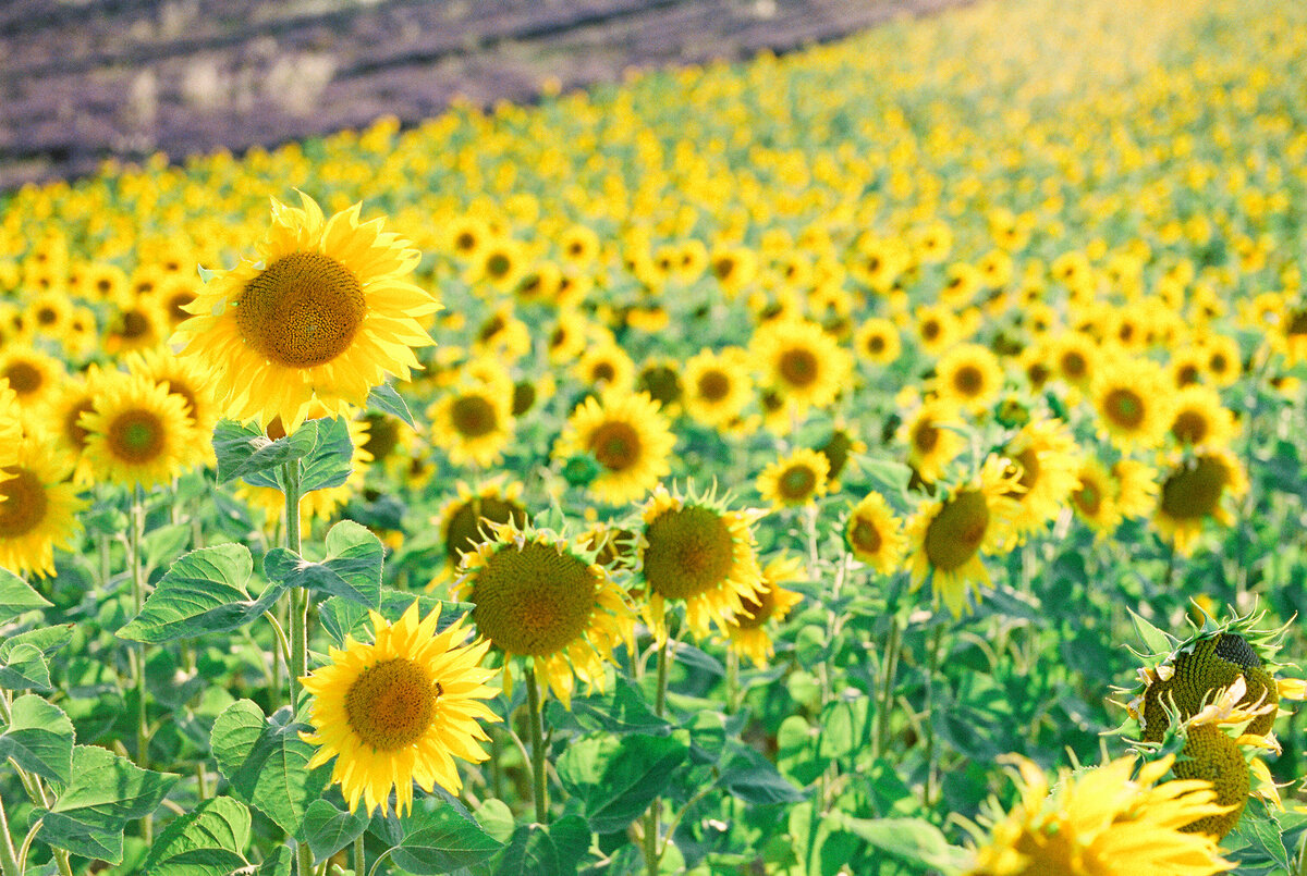 Sunflowers on the Valensole Plateau