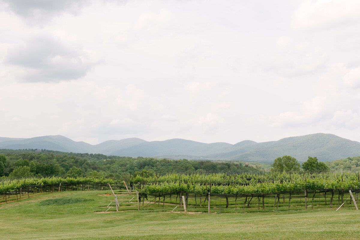 Kaya Vineyards backdropped by mountains of North Georgia.