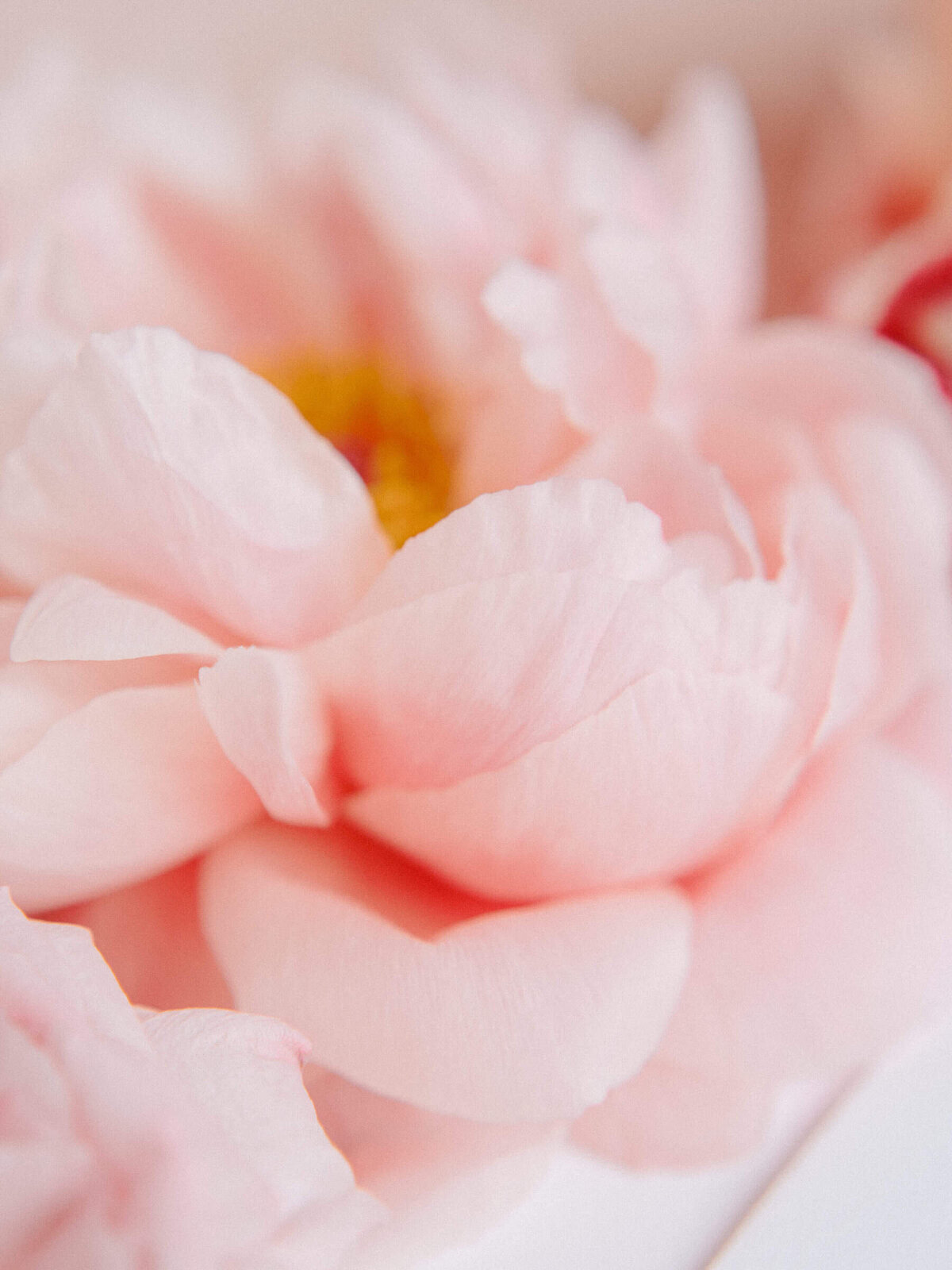 Close up of pink peony in wedding bouquet