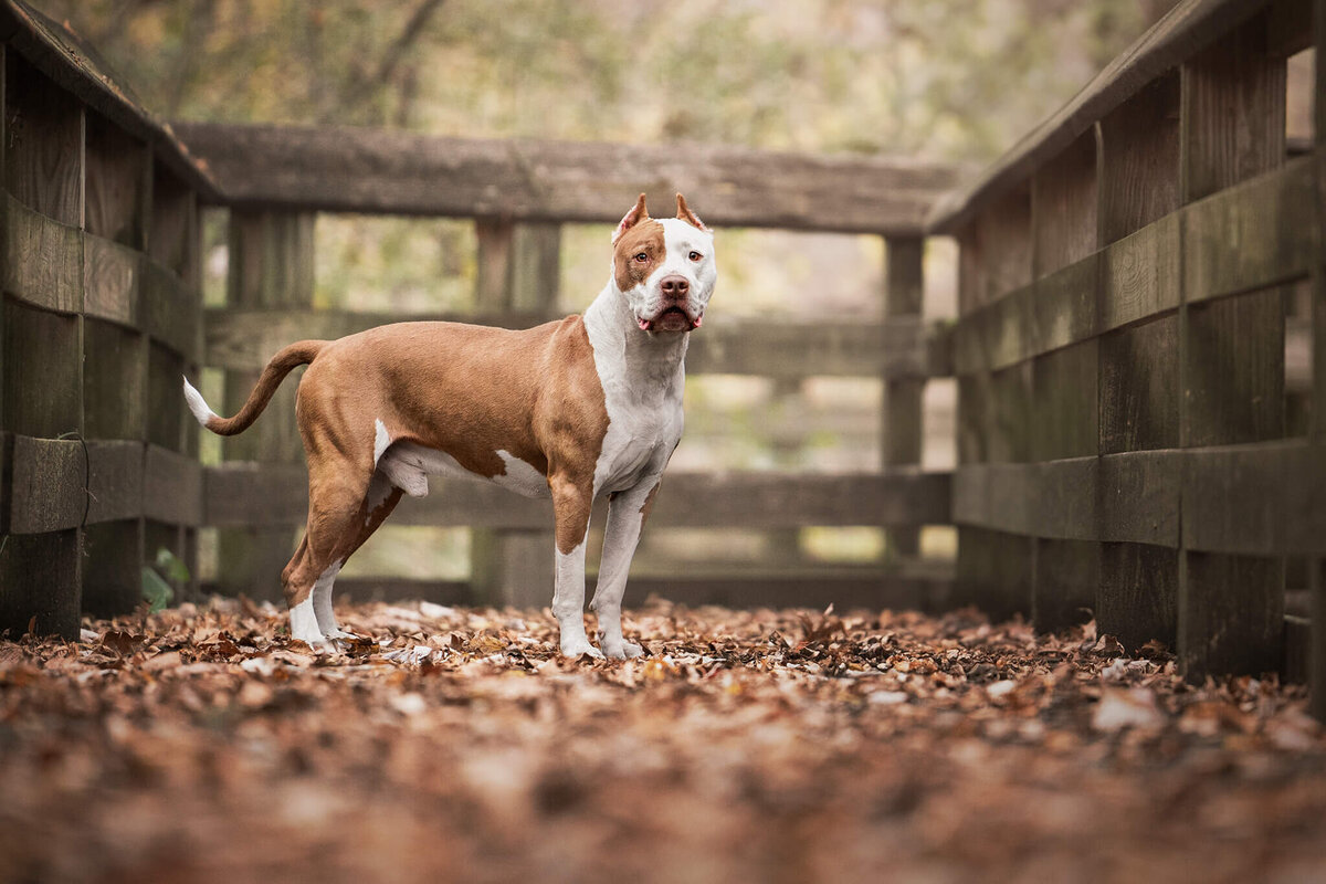 American Pit Bull Dog standing on a boardwalk covered in leaves. 