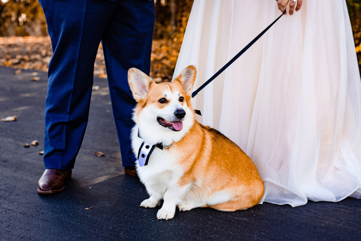 Adorable Welsh Corgi in a tux collar standing in front of his owners