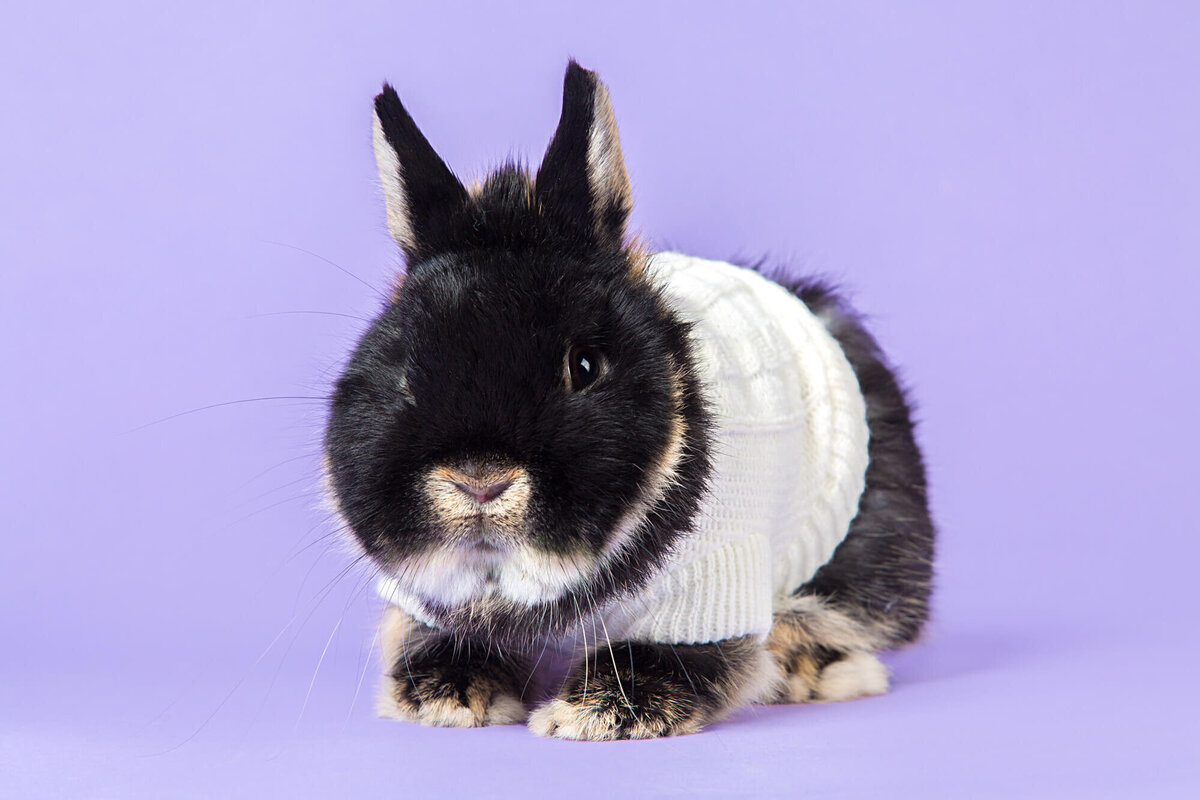 Black bunny in a sweater on lavender backdrop