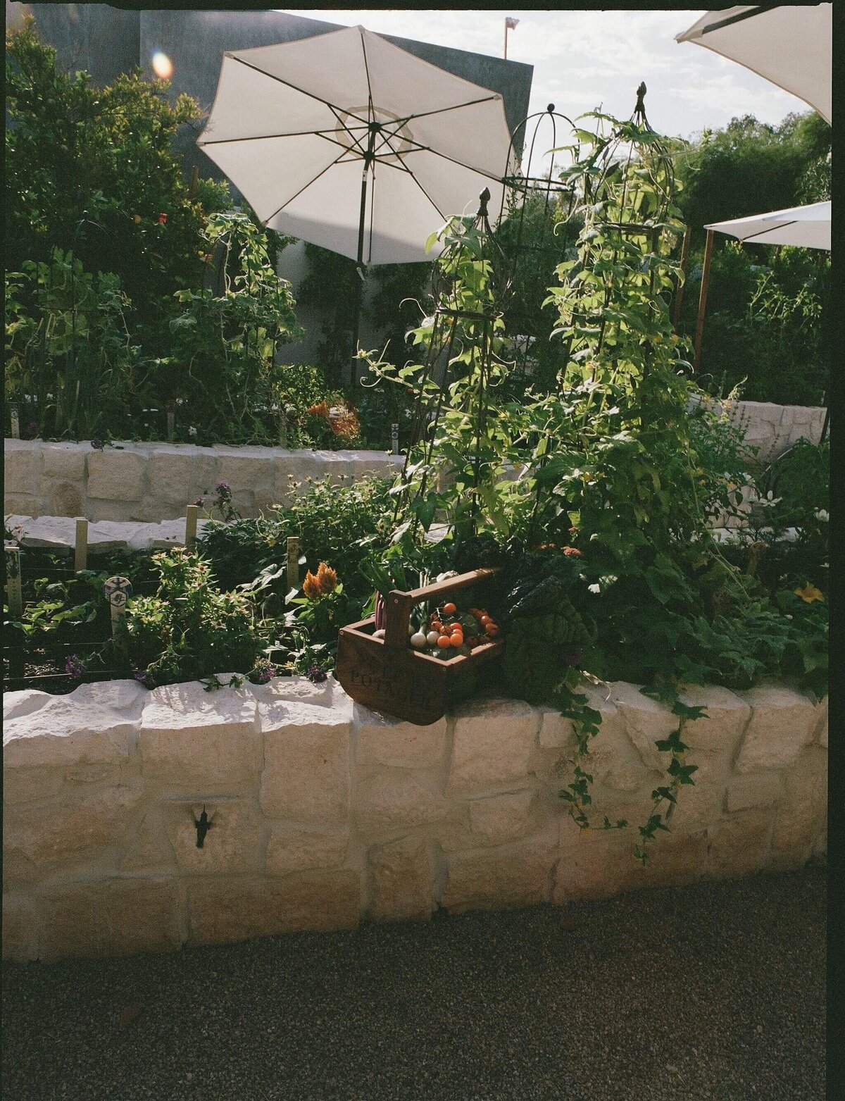 Garden-Film-Vegetables-Hacienda