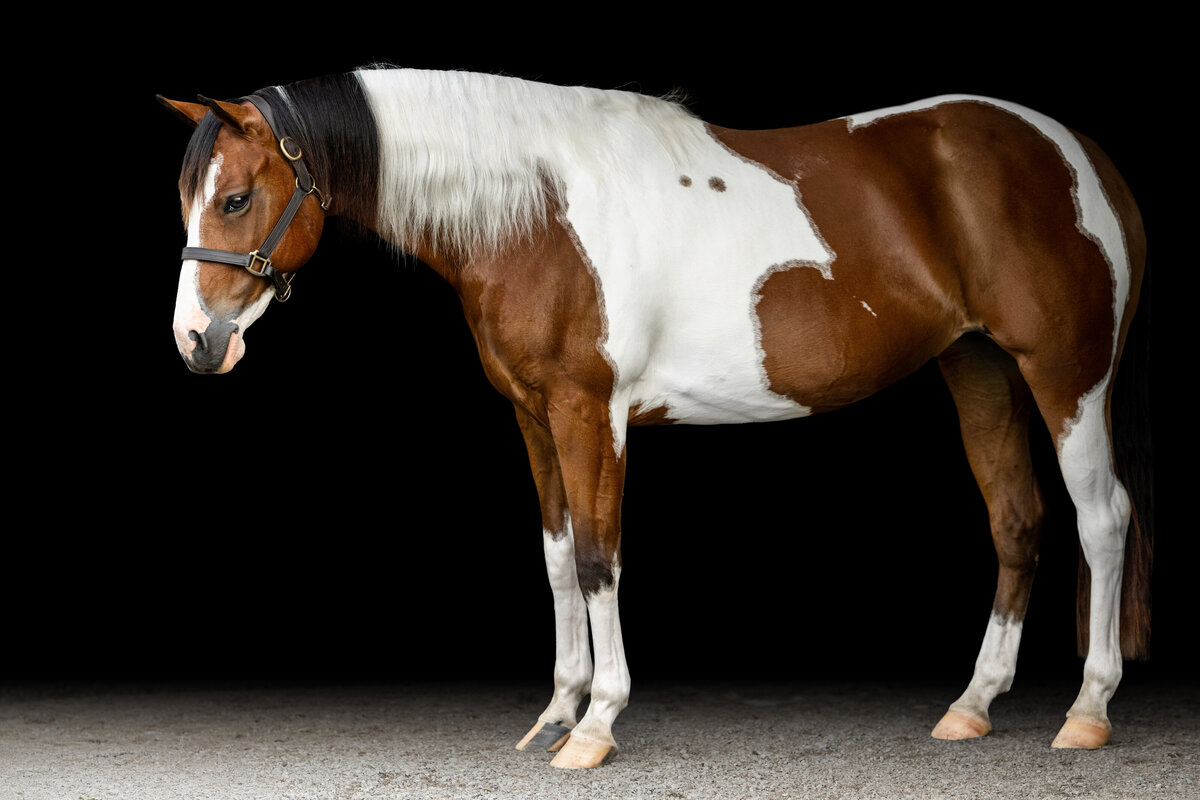 Professional equine fine art photo of a Paint horse in Tennessee, captured on a black background by a horse photographer specializing in dramatic, high-end equine portraits