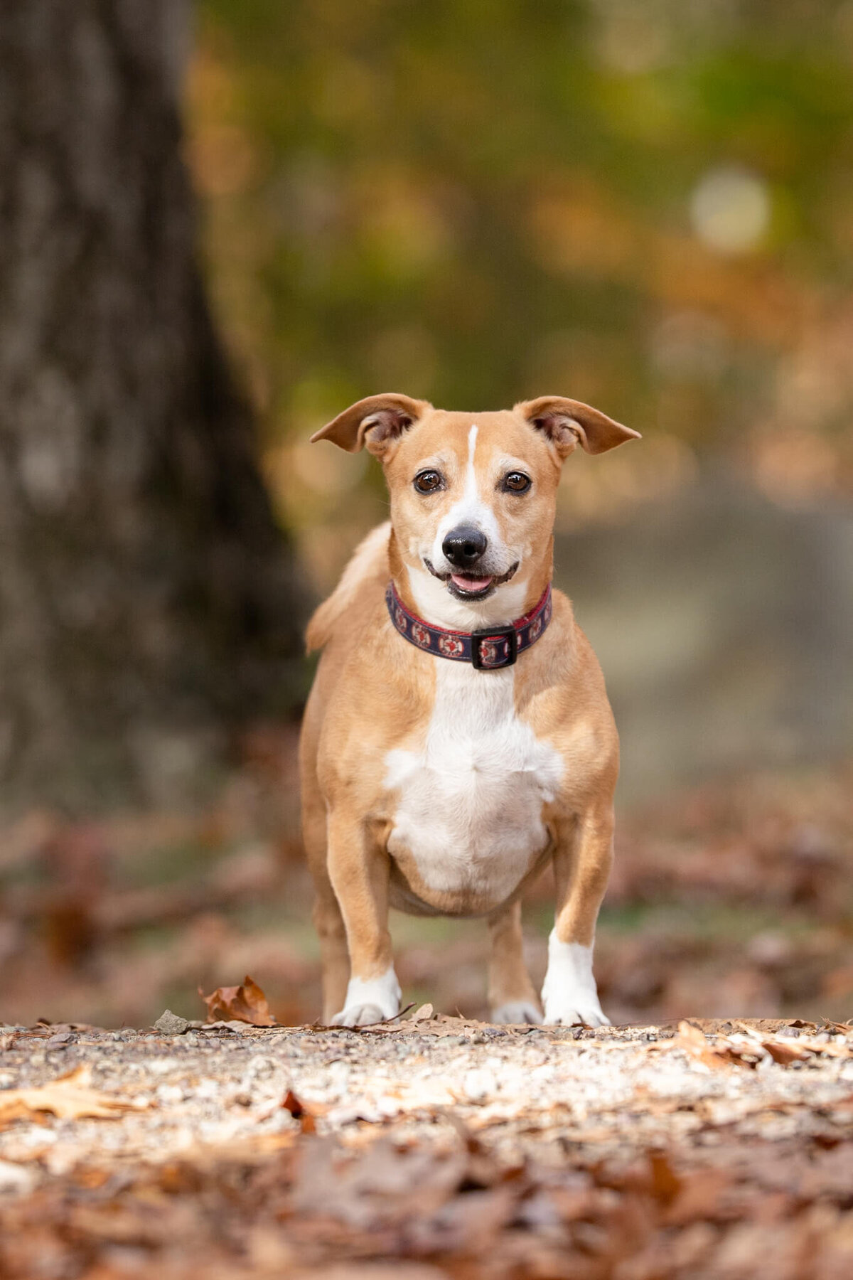Small mixed breed tan and white dog smiling at his Worcester dog photographer in the woods