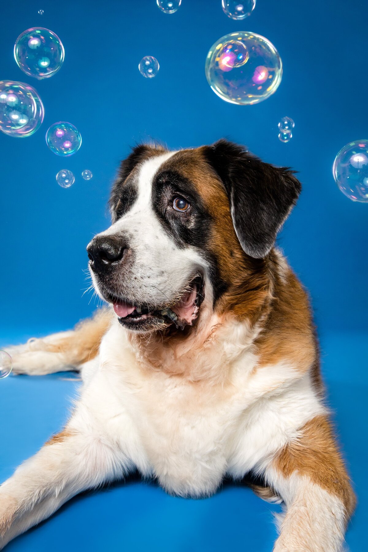 The Beloved Pup Photo Studios Portfolio - Alabama Dog Photographer 9