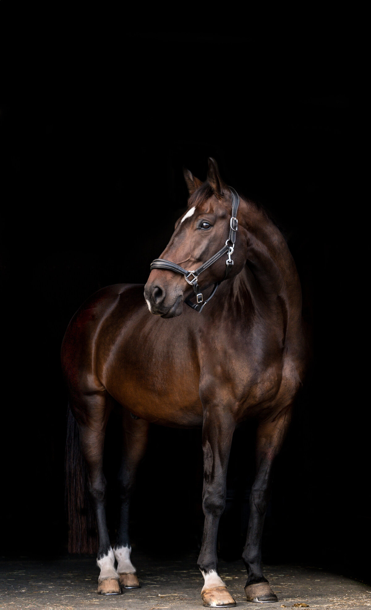 12-Clair's Horses | Oden & Janelle Photographers LLC 2023 | JJH_7374