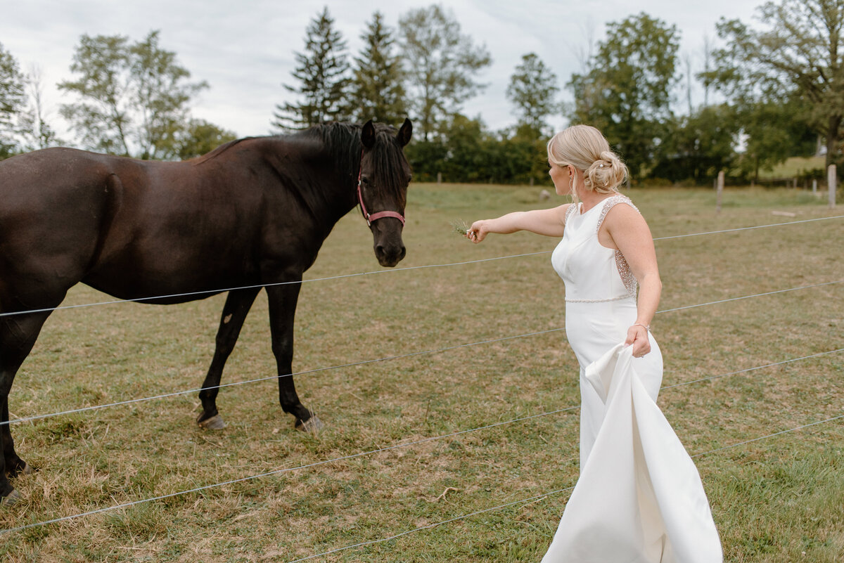 the bride reaches out to touch a horse