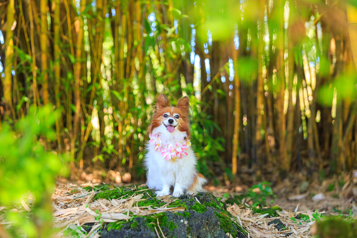 Keri-Nakahashi-Photography-Hawaii-Dog-Photographer-10