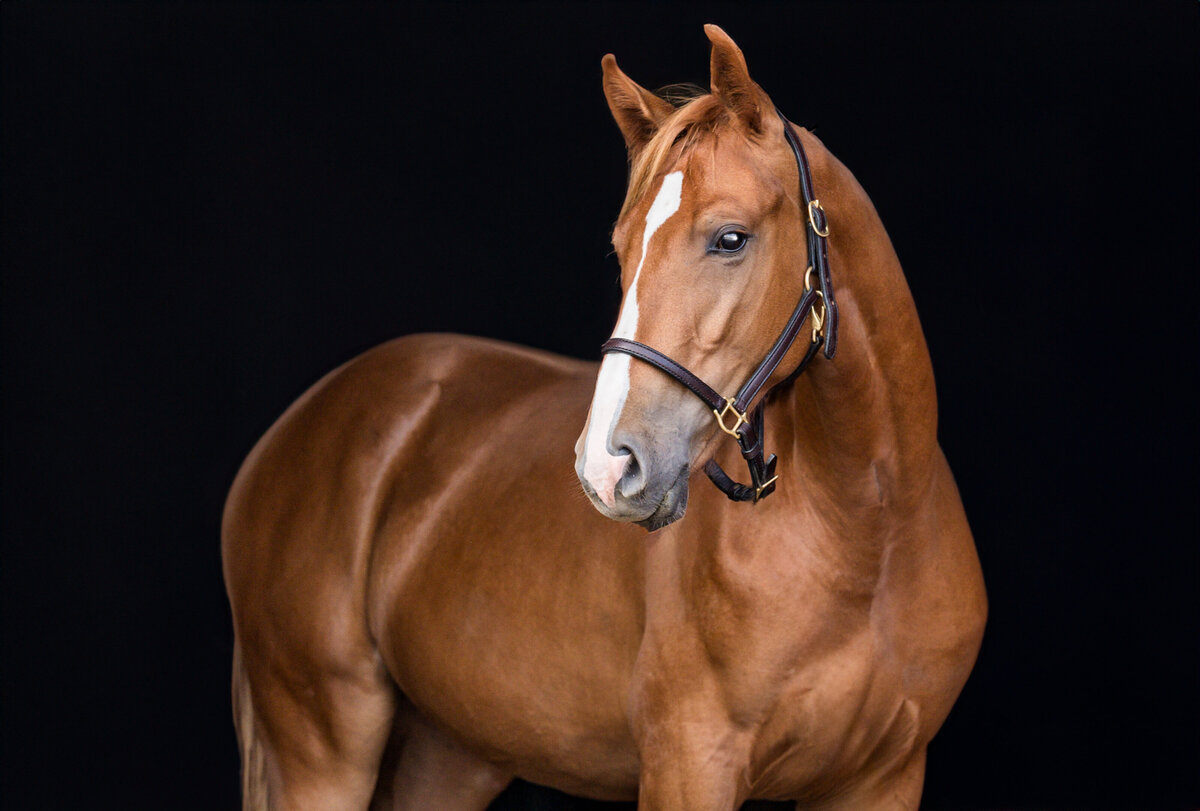 2-Clair's Horses | Oden & Janelle Photographers LLC 2023 | JJH_6794