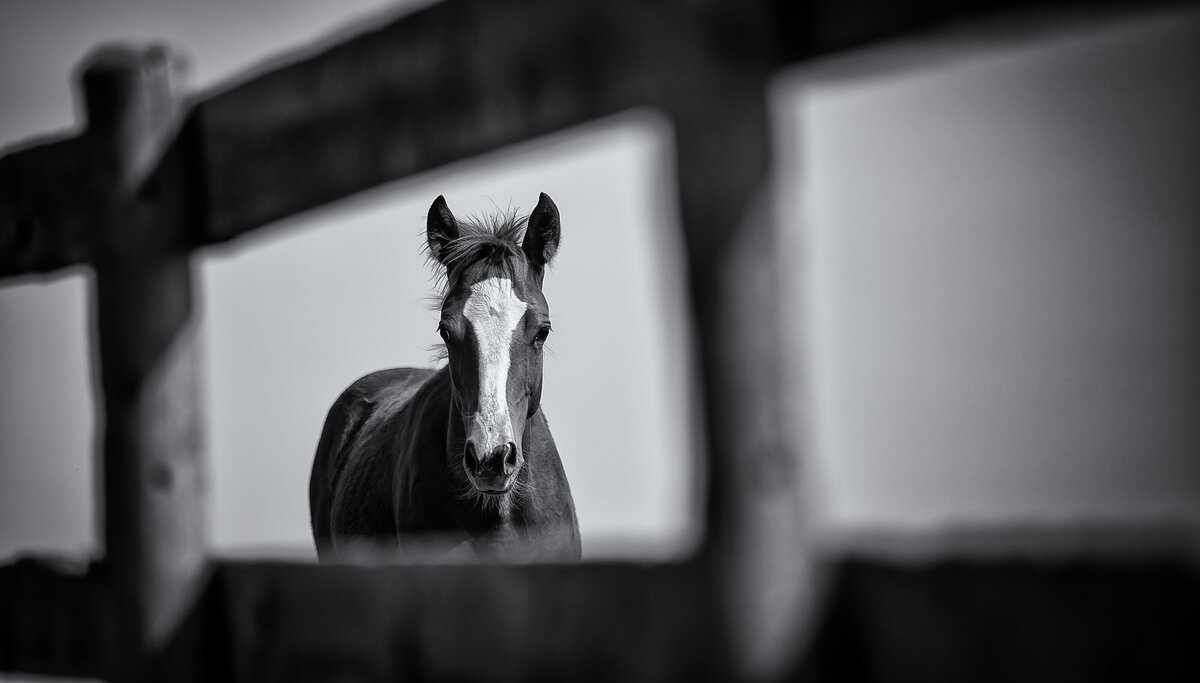 FINE ART HORSE PHOTOGRAPHY_KELLY SZOTT PHOTOGRAPHY_SERVING SOUTHERN ALBERTA_32