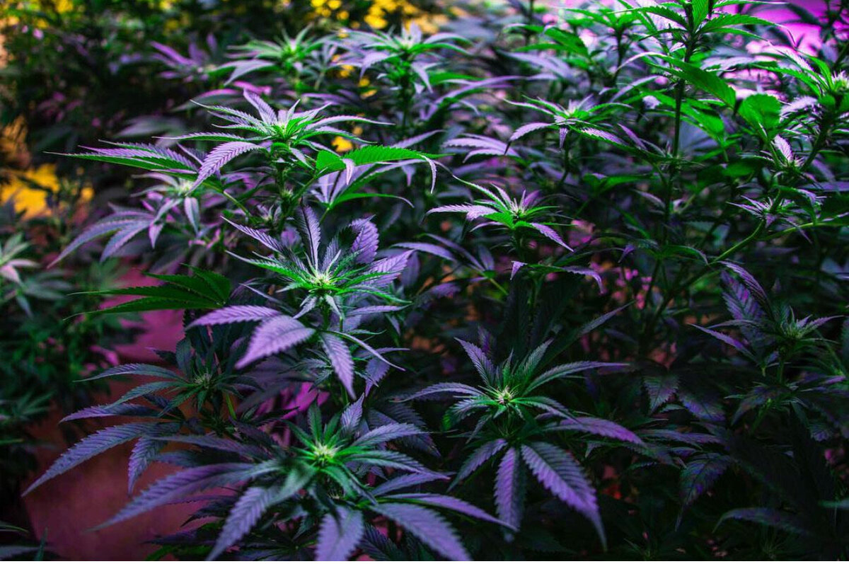 weed-plants-greenhouse-organic