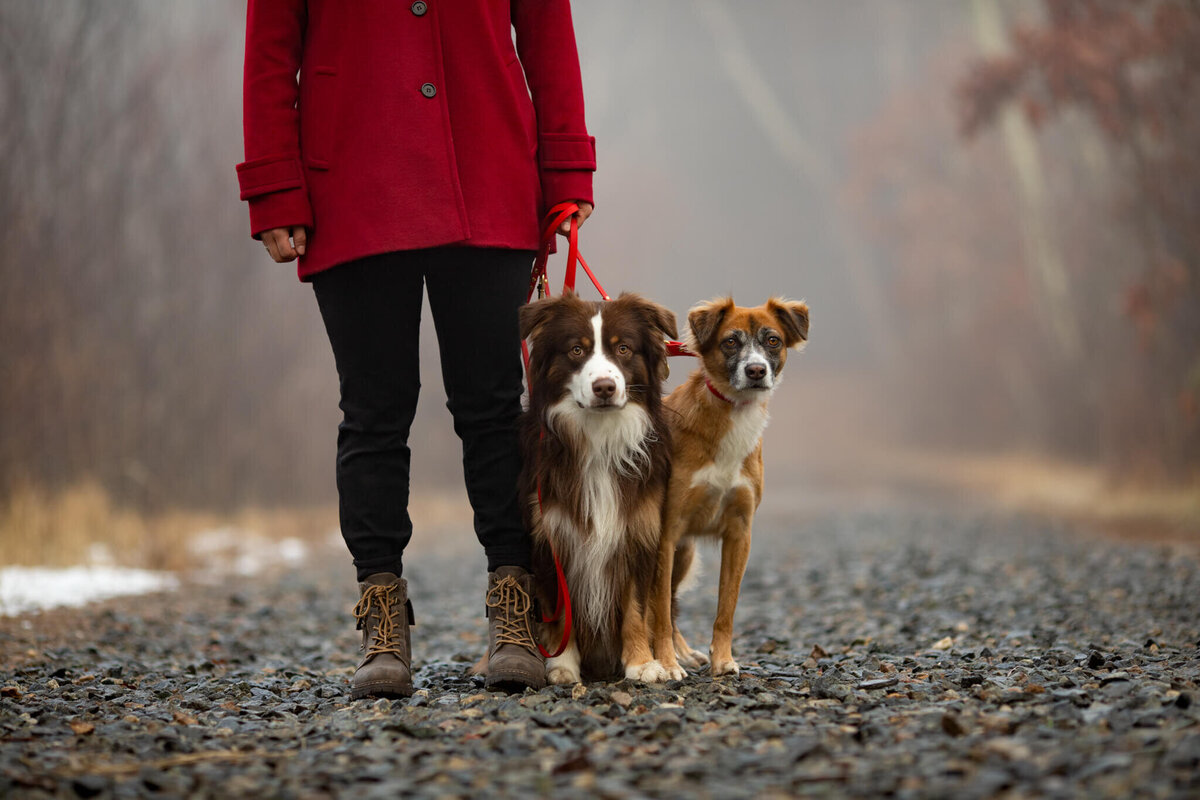 Dog Mom wearing red coat holding two dogs on red leashes