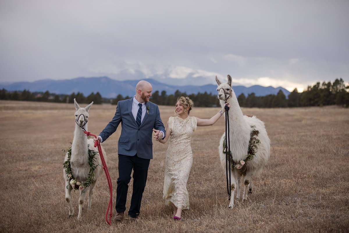 Llama Younger Ranch Wedding