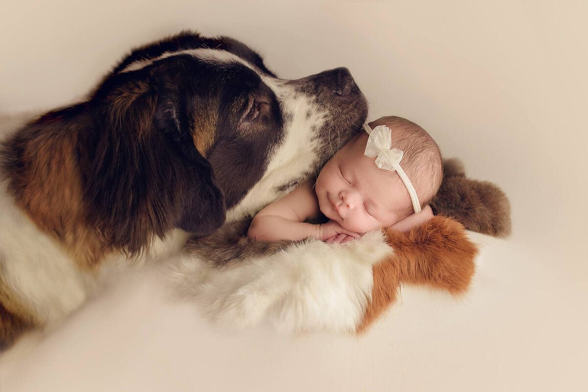 newborn-and-dog-photography