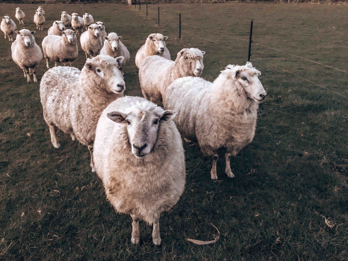 Flock of sheep in Southland, New Zealand