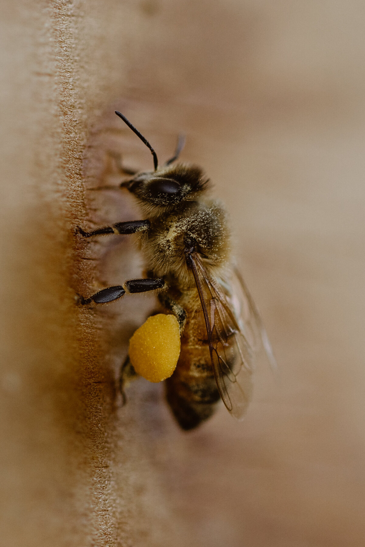 Capella Fiber and Bees-Simply Cassandra-9
