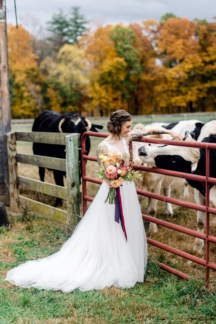 Bride petting a cow with short hair wearing fishtails