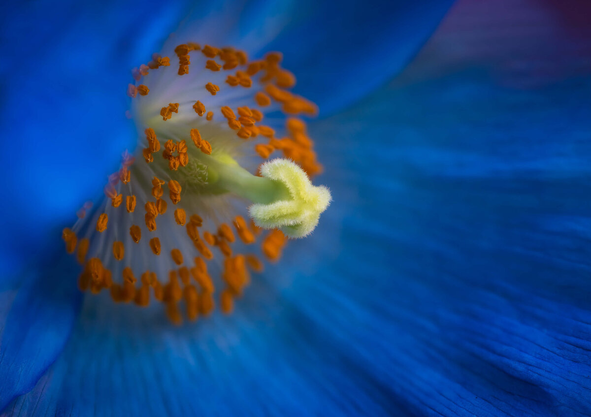 2022.04-Garden-PA-Longwood-Flower-Chrissy-Donadi-Photography-Clear.-Himalayan-Blue-Poppy-Macro