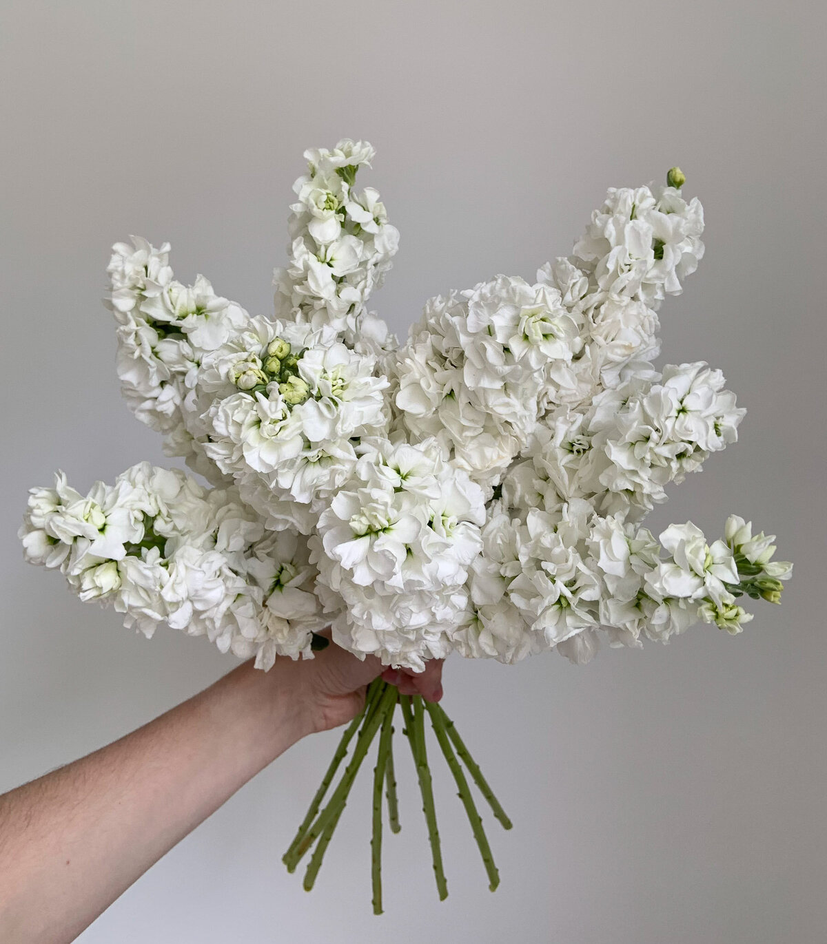White fluffy stock flowers.