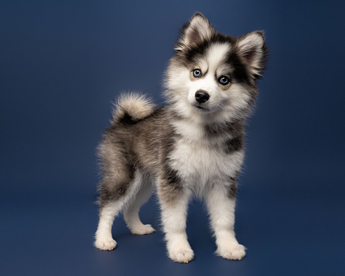 Dallas-dog-photography-studio-blue-puppy