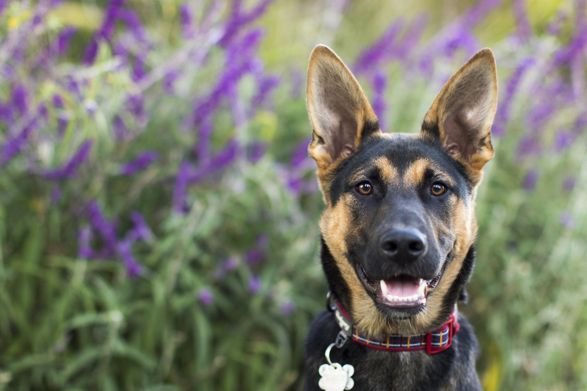 san diego pet photography 4