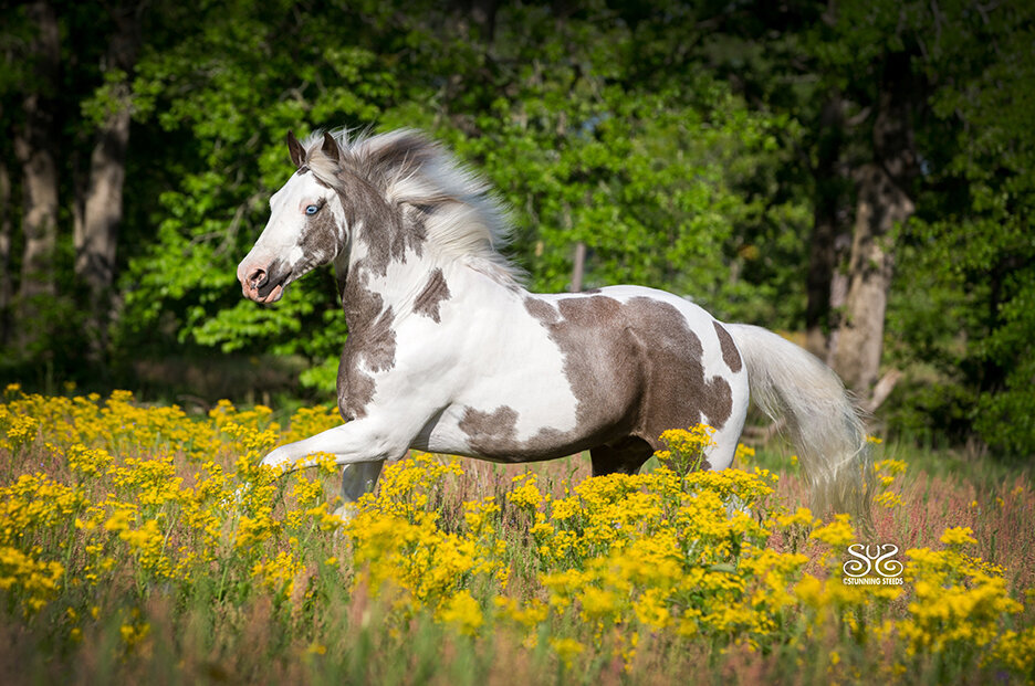 spotted saddle horse photo by Stunning Steeds