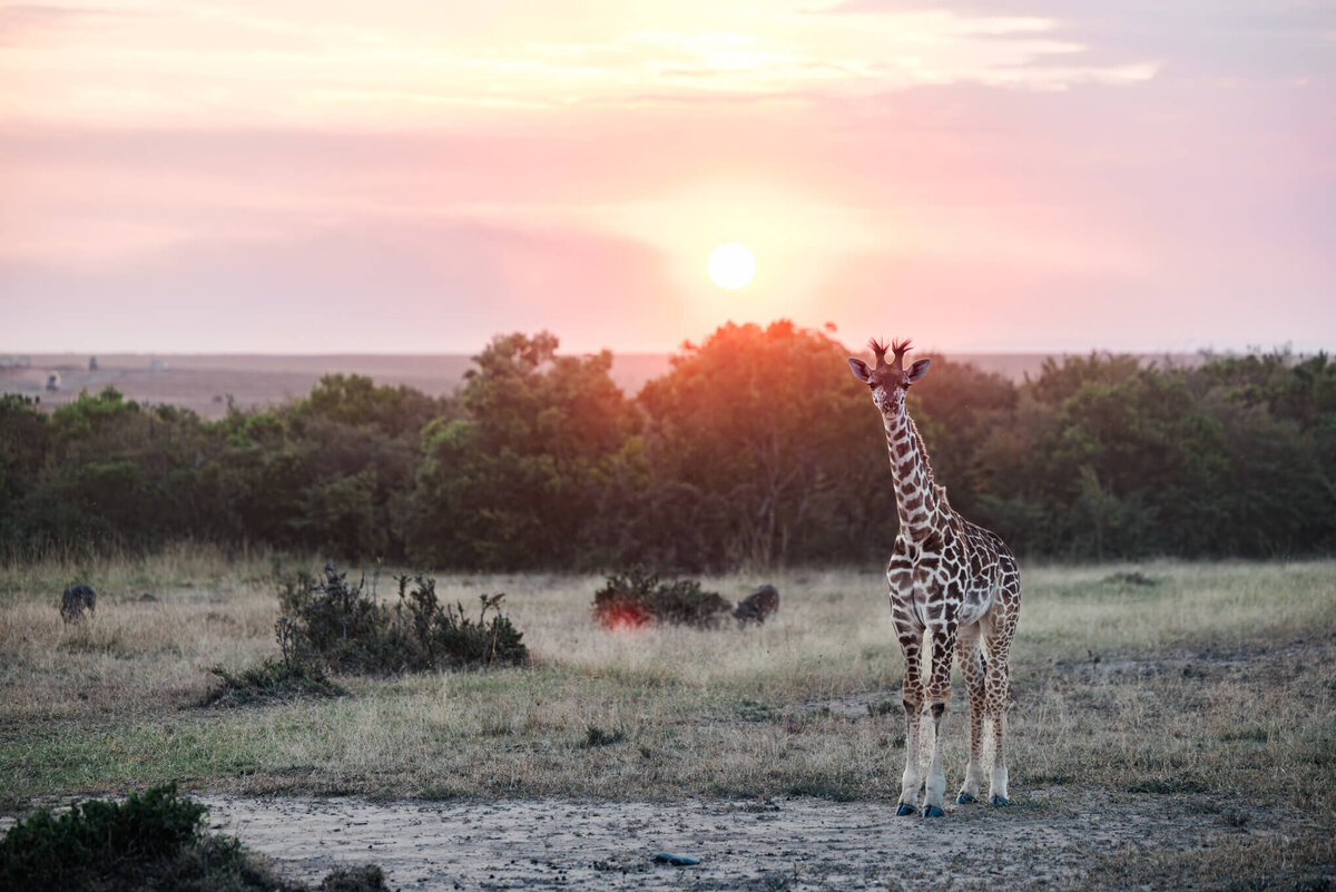 Baby giraffe at sunset at the Maasai Mara National Reserve in Kenya Africa